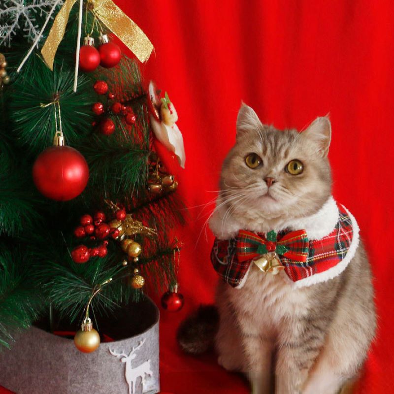 Cat Christmas Cloak Pet New Ye - مراجعة Winter Clothing Accessories وسعره