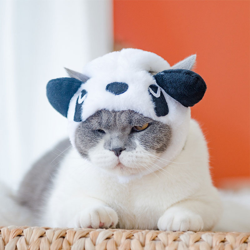 Animal Decorate Pet Cat Hat Mu - مراجعة Winter Clothing Accessories وسعره